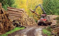 Timber Law
